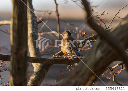 鵝口瘡卡在樹枝上 135417821
