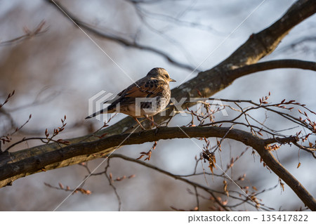 鵝口瘡卡在樹枝上 135417822