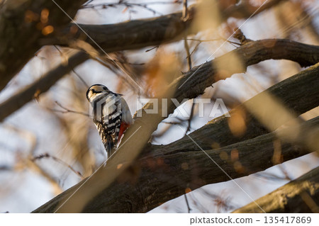 棲息在樹枝上的大斑啄木鳥 135417869