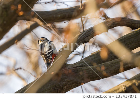 棲息在樹枝上的大斑啄木鳥 棲息在樹枝上的大斑啄木鳥 135417871