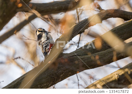 刺痛在樹Akagera的分支 135417872