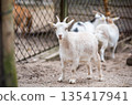 White goats walking in a rural farmyard 135417941