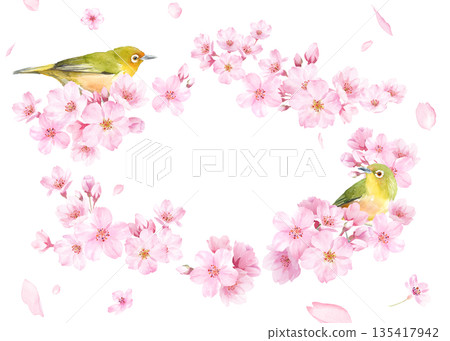 A gentle oval frame designed with watercolor illustrations of cherry blossoms and a small bird (white-eye). Petals on the background. Transparent background. 135417942