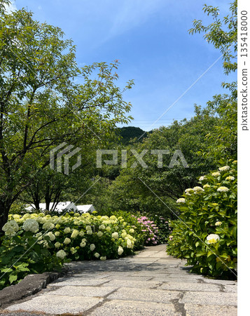 新川花園裡繡球花盛開，還有一條綠樹成蔭的小路。 135418000