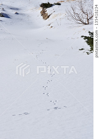 雪地上的兔子腳印 135418234