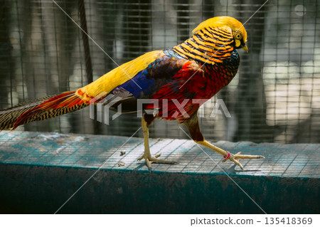 Golden Pheasant or Chrysolophus pictus in bird park 135418369