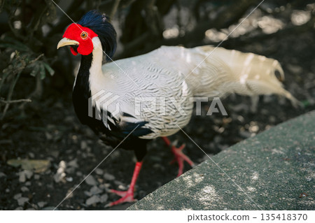 Silver pheasant close up in park, lophura nycthemera 135418370