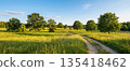 Rural dirt road winding through a green meadow with trees on a sunny summer day. 135418462