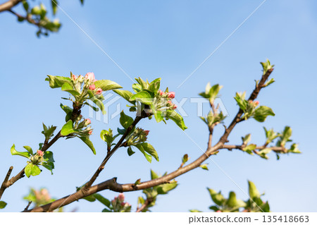 Close-up of an apple tree branch with the first green leaves and flower buds in spring against a blue sky. Spring seasonal flowering and gardening Close-up of an apple tree branch with the first green leaves and flower buds in spring against a blue sky. Spring seasonal flowering and gardening 135418663