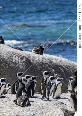Colony of african penguin on rocky beach near ocean water. Cape penguin group 135418770