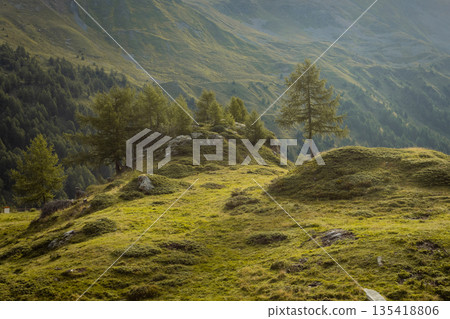 Peaceful Alpine Valley in the Swiss Alps with Green Hills and Larch Trees 135418806