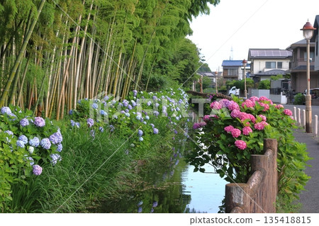 Hydrangea on the road through the sunbeams (Kawaguchi City, Saitama Prefecture) Hydrangea on the road through the sunbeams (Kawaguchi City, Saitama Prefecture) 135418815
