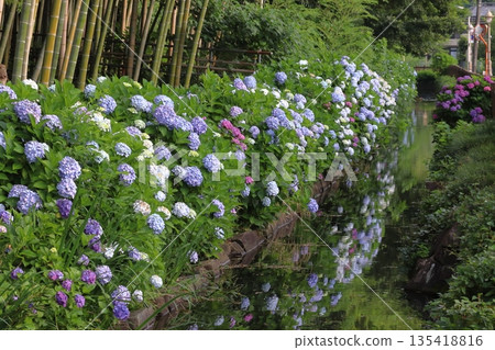 Hydrangea on the road through the sunbeams (Kawaguchi City, Saitama Prefecture) 135418816