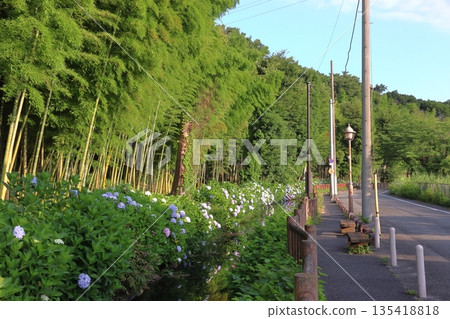 Hydrangea on the road through the sunbeams (Kawaguchi City, Saitama Prefecture) 135418818