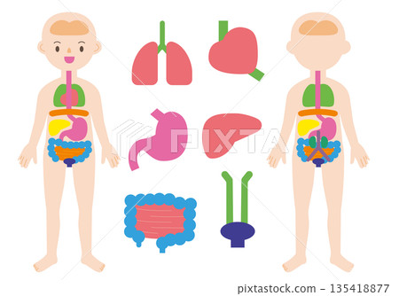Human body diagram and various organs Human body diagram and various organs 135418877