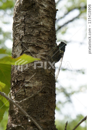 Close-up of a cicada resting on a tree trunk 135418906