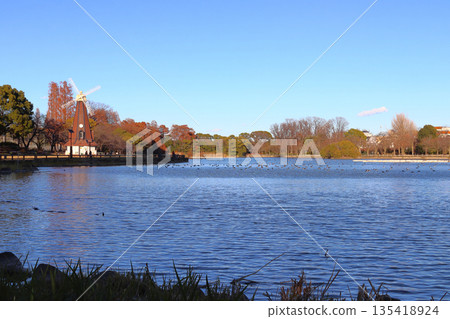 Autumn in Ukima Park: Ukima Pond and the windmill (Kita-ku/Itabashi-ku, Tokyo) 135418924