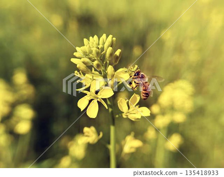 關閉強姦開花和蜂 關閉強姦開花和蜂 135418933