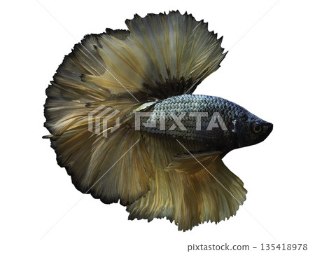 The striking yellow and black Siamese fighting fish (Betta splendens), or Pla Kad, displays a delicate and captivating blend of colors and graceful movements. 135418978