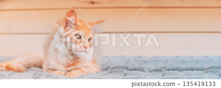 Cat Copy Space Wooden Background. Red Maine Coon Cat Sitting On Sofa. Coon Cat, Maine Cat, Maine Shag. Amazing Pets Pet. Portrait On Woods Backdrop. Panorama Panoramic View Cat Copy Space Wooden Background. Red Maine Coon Cat Sitting On Sofa. Coon Cat, Maine Cat, Maine Shag. Amazing Pets Pet. Portrait On Woods Backdrop. Panorama Panoramic View 135419133