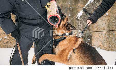 Training Of Purebred German Shepherd Young Dog Or Alsatian Wolf Dog. Attack And Defence. Winter 135419134