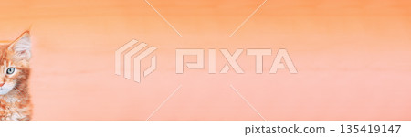Small Kitten Face Copy Space Background In Calming Coral Color. Young Red Ginger Maine Coon. Maine Shag Amazing Pets. Portrait On Backdrop In Yellow Light Orange Colors 135419147