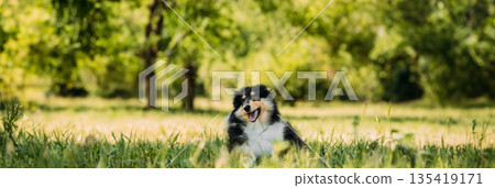 Tricolor Rough Collie Puppy, Funny Scottish Collie, Long-Haired Collie, English Collie, Lassie Dog In Green Grass 135419171