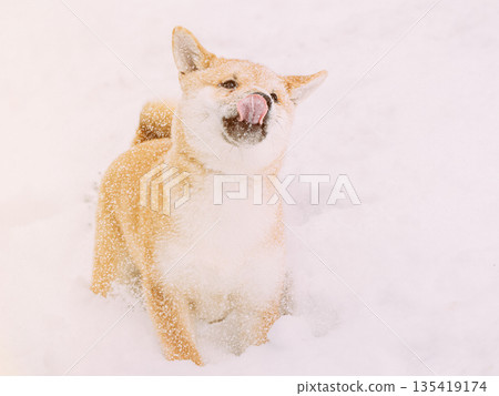 Curious Young Japanese Small Size Shiba Inu Dog Play Outdoor In Snow, Snowdrift At Sunny Winter Day. Copy Space, Copyspace. Shiba Inu Playfully Through Snowdrifts Curious Young Japanese Small Size Shiba Inu Dog Play Outdoor In Snow, Snowdrift At Sunny Winter Day. Copy Space, Copyspace. Shiba Inu Playfully Through Snowdrifts 135419174