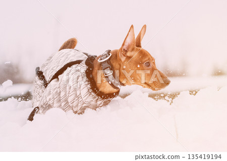 Young Funny Dog Red Brown Miniature Pinscher Pincher Min Pin Playing And Running Outdoor In Snow, Winter Season. Pet Concept. Pinscher On Winter Walk Young Funny Dog Red Brown Miniature Pinscher Pincher Min Pin Playing And Running Outdoor In Snow, Winter Season. Pet Concept. Pinscher On Winter Walk 135419194
