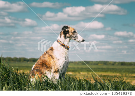 Russian Dog, Borzoi At Summer Sunny Day. Russian Hunted Dog At Meadow Or Field. Summer Season. Bright Shine Sky. Russkaya Psovaya Borzaya, Psovoi On Summer Grass Russian Dog, Borzoi At Summer Sunny Day. Russian Hunted Dog At Meadow Or Field. Summer Season. Bright Shine Sky. Russkaya Psovaya Borzaya, Psovoi On Summer Grass 135419378
