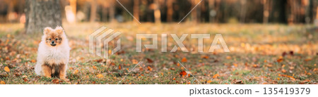 Young Red Puppy Pomeranian Spitz Puppy Dog Play Outdoor In Autumn Grass Young Red Puppy Pomeranian Spitz Puppy Dog Play Outdoor In Autumn Grass 135419379