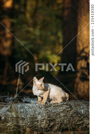 Cute Funny Curious Playful Beautiful Devon Rex Cat sitting on tree trunk in forest, garden. Obedient Devon Rex Cat With Cream Fur Color. Cats Portrait. Amazing Happy Pets. hairless cat Cute Funny Curious Playful Beautiful Devon Rex Cat sitting on tree trunk in forest, garden. Obedient Devon Rex Cat With Cream Fur Color. Cats Portrait. Amazing Happy Pets. hairless cat 135419380
