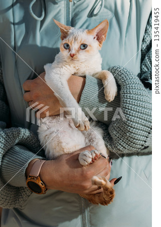 Obedient Devon Rex Cat With White Grey Fur Color Sit On Hands. Curious Playful Funny Cute Amazing Devon Rex Cat Look At Camera. Cats Portrait. Bold Blue Cat Eyes. Amazing Happy Pets Friendship Concept Obedient Devon Rex Cat With White Grey Fur Color Sit On Hands. Curious Playful Funny Cute Amazing Devon Rex Cat Look At Camera. Cats Portrait. Bold Blue Cat Eyes. Amazing Happy Pets Friendship Concept 135419455