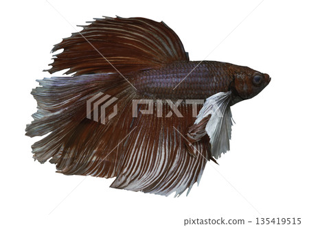 The stunning red and white Siamese fighting fish (Betta splendens), known as Pla Kad displays a captivating blend of colors and graceful, delicate movements. 135419515
