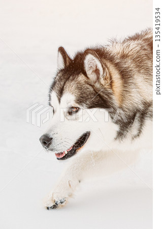 Husky Dog Sneaking And Sniffing Outdoor In Snow, Winter Season. Search Concept. Pets Play, Jumping And Fast Running. Brave Husky Like Hunter Dog Husky Dog Sneaking And Sniffing Outdoor In Snow, Winter Season. Search Concept. Pets Play, Jumping And Fast Running. Brave Husky Like Hunter Dog 135419534