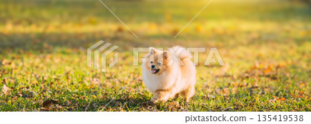 Funny Young Red Puppy Pomeranian Spitz Puppy Dog Happy Play Outdoor In Autumn Grass Funny Young Red Puppy Pomeranian Spitz Puppy Dog Happy Play Outdoor In Autumn Grass 135419538