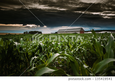 Countryside Rural Landscape With Paddock For Horse, Shed Or Barn Or Stable And Green Maize Corn Field Plantation On Foreground. Farm In July Month. Agricultural Rural Landscape In Evening In Summer Countryside Rural Landscape With Paddock For Horse, Shed Or Barn Or Stable And Green Maize Corn Field Plantation On Foreground. Farm In July Month. Agricultural Rural Landscape In Evening In Summer 135419541