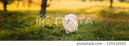 Adult White Pomeranian Spitz Dog Walking Outdoor In Autumn Grass Adult White Pomeranian Spitz Dog Walking Outdoor In Autumn Grass 135419545