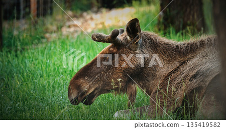 Resting Moose with Antlers in Peaceful Meadow 135419582