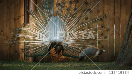 peacock fluffs up his tail and dances in front of the female. Indian Peacock Has Iridescent Blue And Green Plumage. Indian Peafowl Walk Outdoor. All Species Have Crest Atop Head. Pavo Cristatus, Blue 135419584