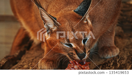 Fierce Caracal Stealing Focus While Enjoying Tasty Treat in Natu Fierce Caracal Stealing Focus While Enjoying Tasty Treat in Natu 135419653