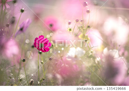 Cosmos wrapped in light. Autumn image of bokeh and pastel colors. 135419666