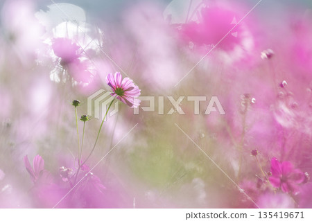 Cosmos wrapped in light. Autumn image of bokeh and pastel colors. Cosmos wrapped in light. Autumn image of bokeh and pastel colors. 135419671