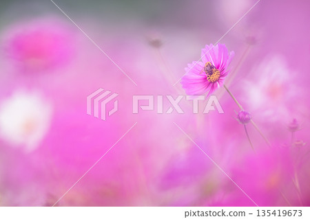 宇宙籠罩在光芒之中。秋日景象，散景柔和，色彩淡雅。 135419673