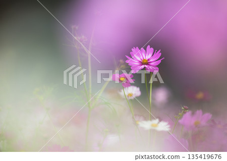 Cosmos wrapped in light. Autumn image of bokeh and pastel colors. 135419676