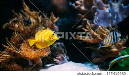 Pomacanthus navarchus blue angel sea fish in aquarium Pomacanthus navarchus blue angel sea fish in aquarium 135419683