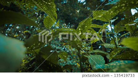 Aucuba Japonica, Commonly Called Spotted Laurel Or Gold Dust Plant. Native To Rich Forest Soils Of Moist Valleys, Thickets, By Streams And Near Shaded Moist Rocks In China, Korea, And Japan 135419733