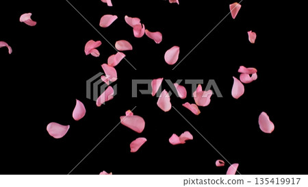 Freeze motion of flying rose petals isolated on black background. Freeze motion of flying rose petals isolated on black background. 135419917
