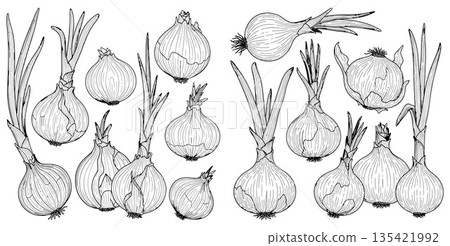 Line art drawing of several whole onions with green sprouts showing culinary and garden appeal Line art drawing of several whole onions with green sprouts showing culinary and garden appeal 135421992