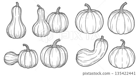 Collection of various pumpkin and squash varieties presented in a line drawing style 135422441